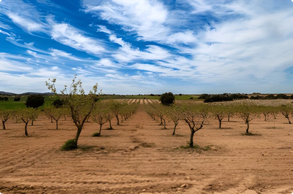 Impacto del tipo de suelo en la calidad de los pistachos