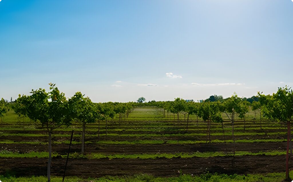 Análisis del retorno de inversión en plantaciones de pistacho