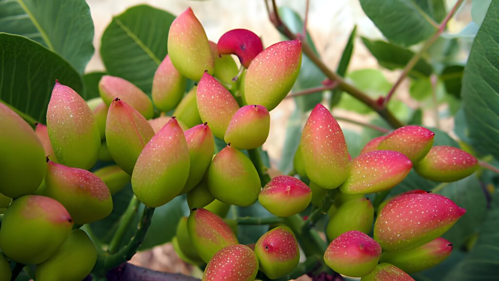¿Cuánto tiempo tarda un pistachero en dar frutos?