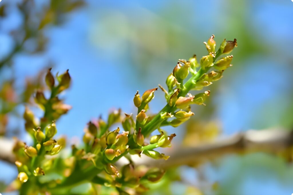 Influencia del viento en la polinización de pistacho