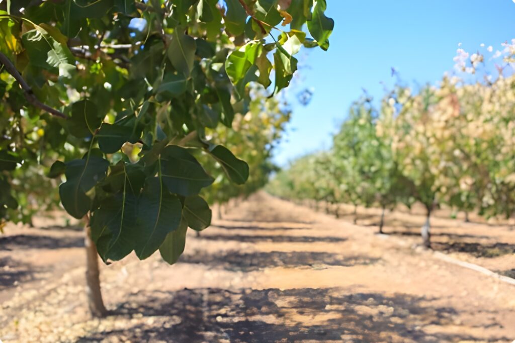 Subvenciones para el cultivo del pistacho