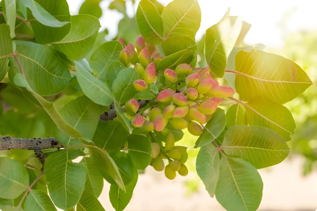 Características de los pistachos españoles
