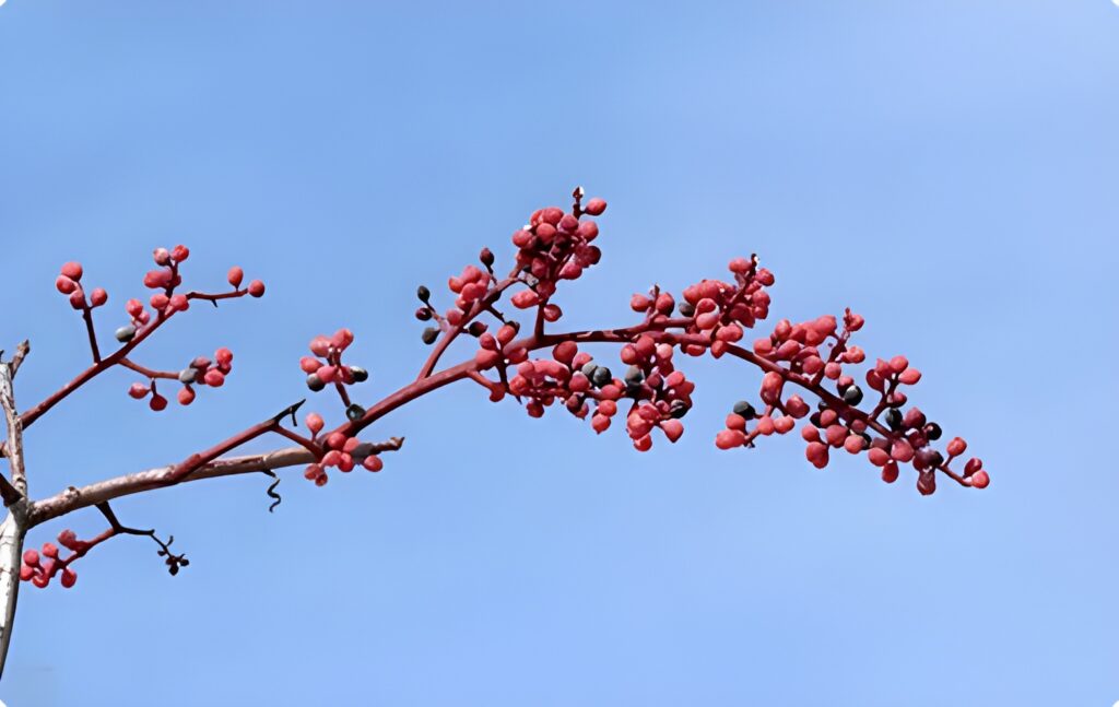 Comprar árbol de pistacho macho y hembra lo que debes saber