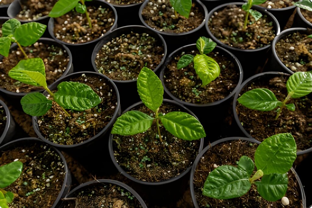 Dónde comprar plantas de pistachos injertados en España