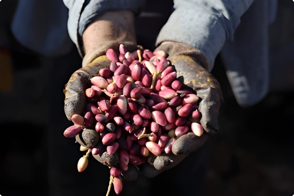 Pistachos Sirora características y precio actual en el mercado