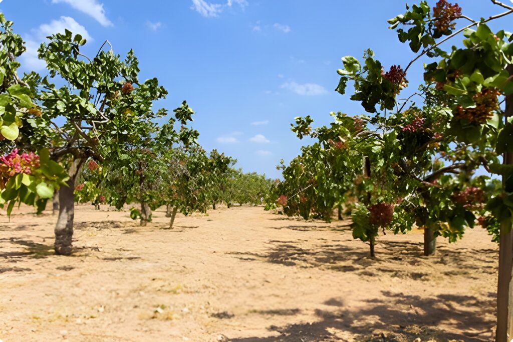 Producción de pistacho por hectárea en secano claves para mejorar el rendimiento