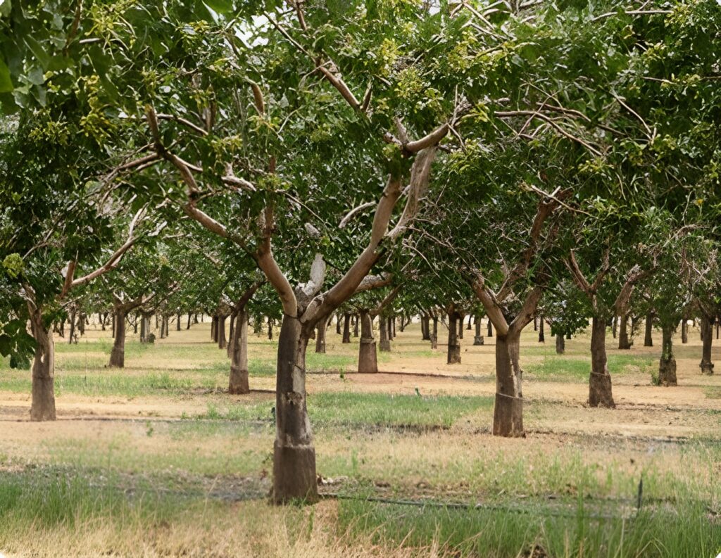 Rentabilidad del cultivo de pistacho en España ¿es una buena inversión