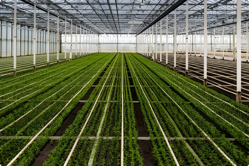 Venta de plantas de pistacho consejos para elegir el vivero adecuado