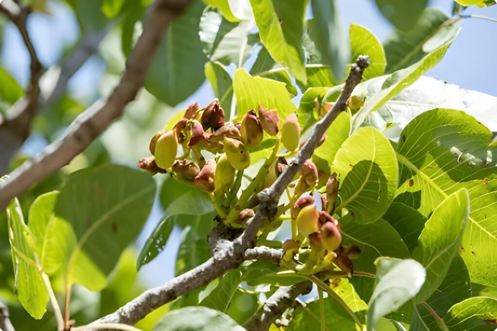 Agricultura de Precisión en el Cultivo del Pistacho Tecnologías y Aplicaciones