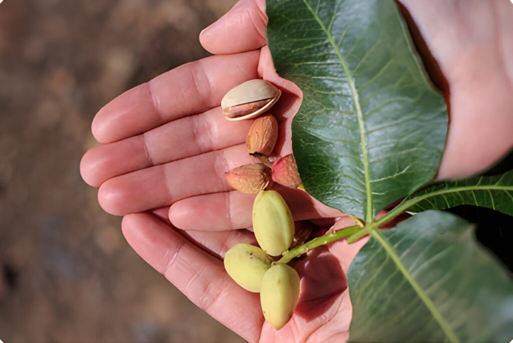 Nuevas Variedades de Pistacho Innovación y Tendencias en el Sector