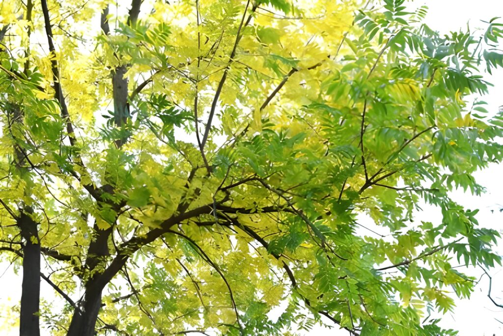 Anatomía del Pistachero Conociendo el Árbol de Pistacho para un Manejo Eficaz