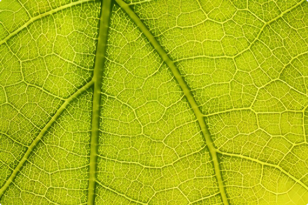 Sensores hiperespectrales y teledetección avanzada: Innovaciones para monitorizar la salud del pistachero y detectar estrés hídrico y nutricional de forma temprana