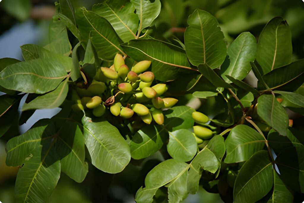 Señales Visuales de un Árbol Pistacho Sano Guía Rápida para el Agricultor