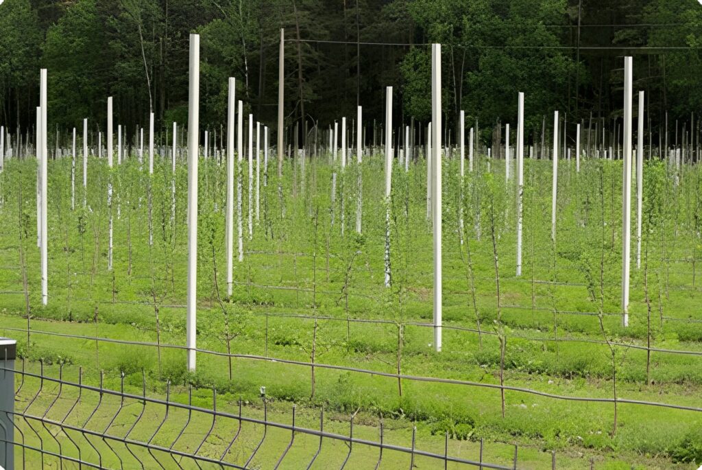 El Papel del vivero en la Selección de Patrones Resistentes para tu Futura Plantación de Pistacho