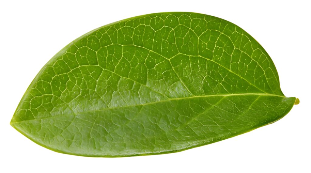Interpretación Avanzada de Análisis Foliares en Pistacho Más Allá de los Ni
