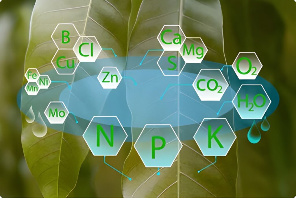 Diagnóstico y Manejo de Carencias de Zinc y Manganeso en Pistacho: Síntomas Sutiles y Soluciones
