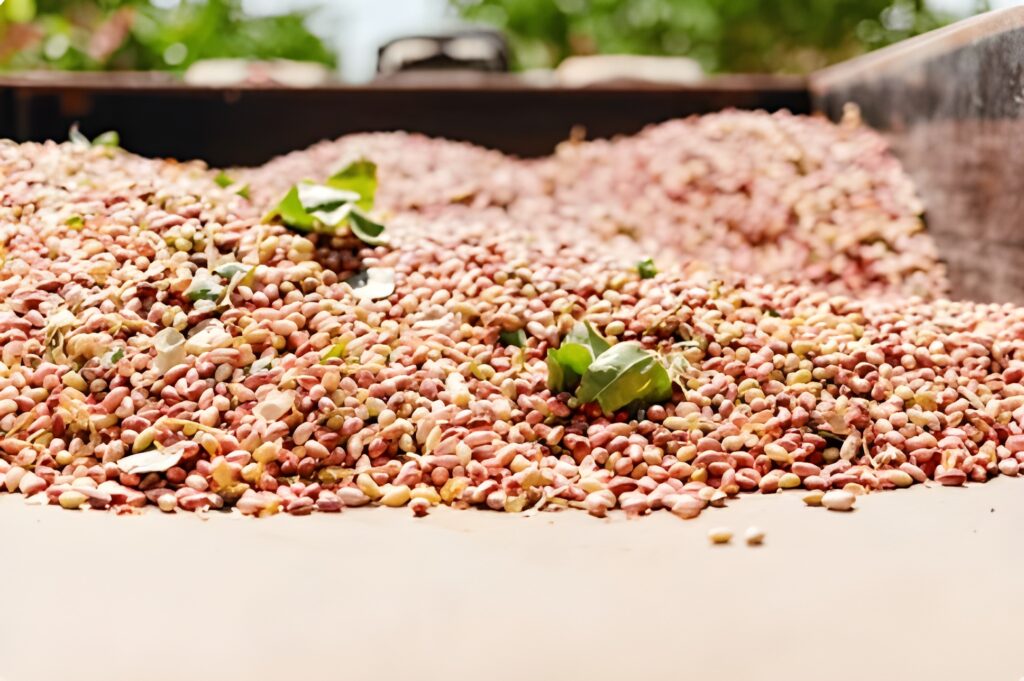 ¿Cuándo se Recogen los Pistachos? Señales Visuales y Técnicas para Determinar el Momento Óptimo de Cosecha