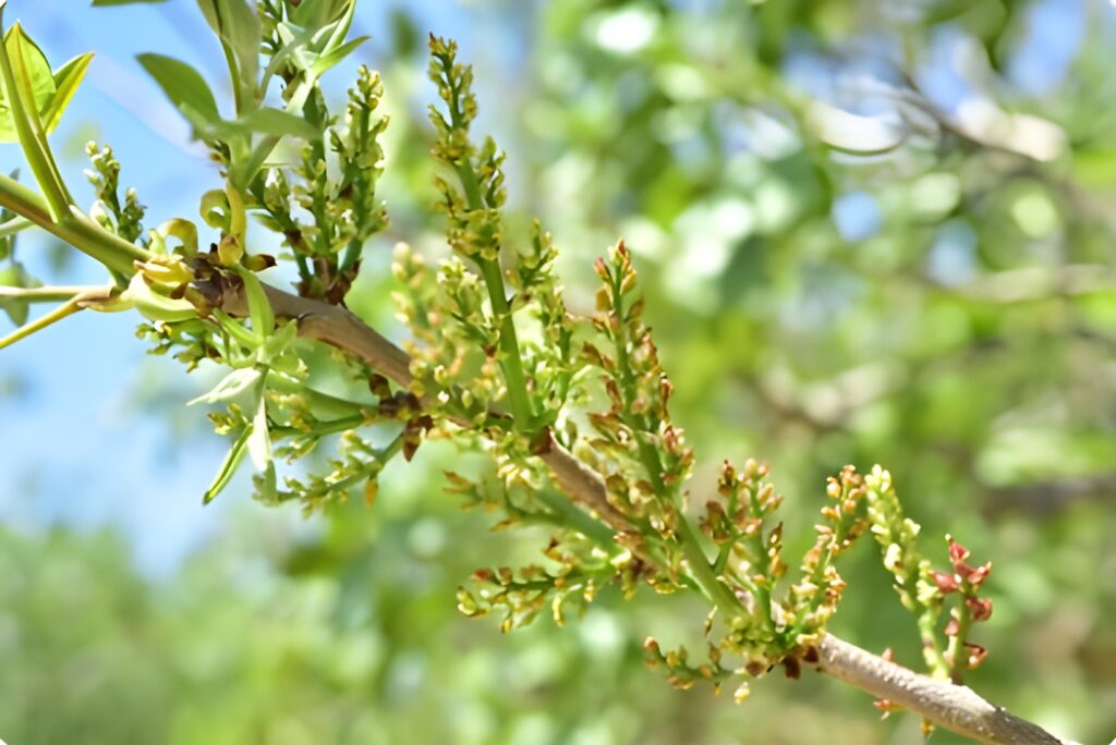 Polinización artificial en pistacho: ¿Cuándo es necesaria y qué técnicas se pueden emplear en años de mala floración del macho?