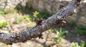 Lee más sobre el artículo Mi pistachero no brota en primavera: causas y soluciones