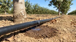 Lee más sobre el artículo Programa de riego del pistacho mes a mes: guía completa 💧