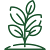 planta-3